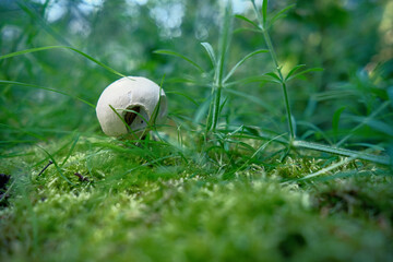 Closeup of a Agaricus augustus mushroom in the moss