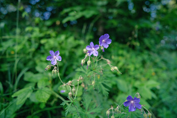 Geranium pratense, the meadow cranesbill or meadow geranium flowers. The close up of Geranium pratense wild flowers , a species of flowering plant in the family Geraniaceae