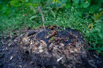 Common bird`s nest fungus in natural habitat. Bird`s nest fungus or Cyathus striatus, an unusual...