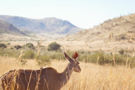 Fototapeta Deer standing on grassy field