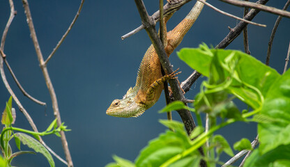 portrait of a lizard