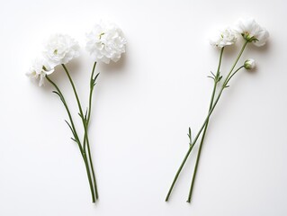 white flowers on the right side, white background,