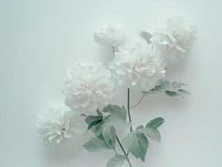 white flowers on the right side, white background,