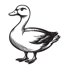 Obraz premium A duck vector illustration silhouette