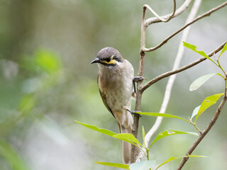 Yellow-faced Honeyeater (Caligavis chrysops) perched on a thin branch with bokeh green bush background