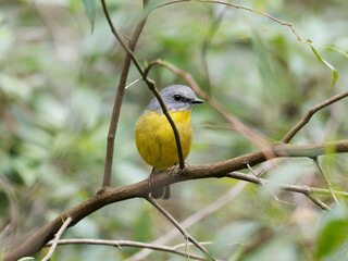 Eastern Yellow Robin (Eopsaltria australis) perched on a branch with green bokeh background