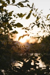 Fototapeta premium autumn leaves in front of a lake