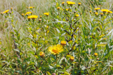 Inula helenium yellow flowers in summer field
