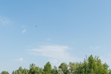 Bird soaring over green trees and blue sky