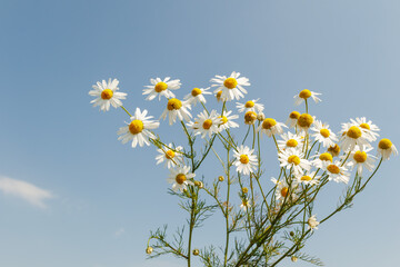 Chamomile flowers blooming under clear blue sky