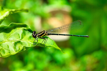 Macro Closeup of a Damselfly Resting on a Green Leaf in a Lush Garden with Blurred Natural Background and Transparent Wings in Focus