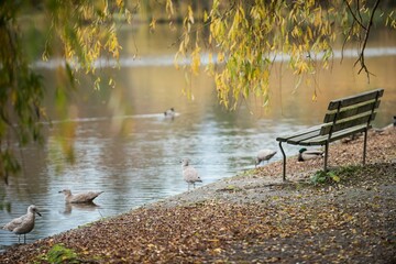 Naklejka premium Empty bench by seagulls at lake
