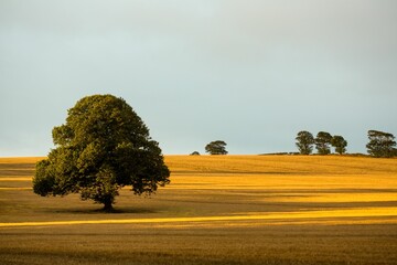 Solitary deciduous tree is standing in flat design golden field under soft late-afternoon light