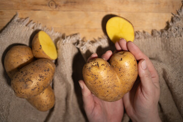 Hands gently hold two oddly shaped potatoes on a rustic burlap cloth. Sunlight softly illuminates...