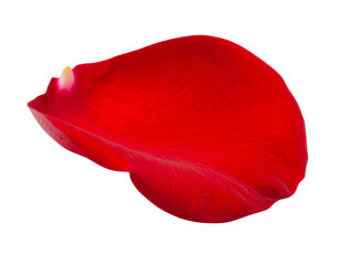  Single Falling Rose Petal with Gentle Curve, Isolated on White Background PNG
