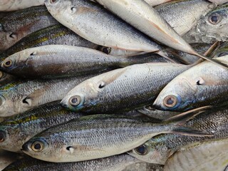 fresh fish on the market