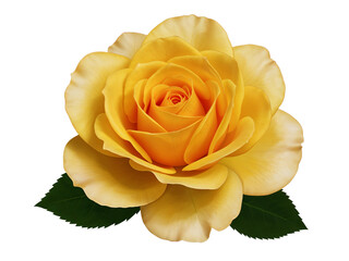 A beautiful yellow rose with green leaves isolated on transparent background
