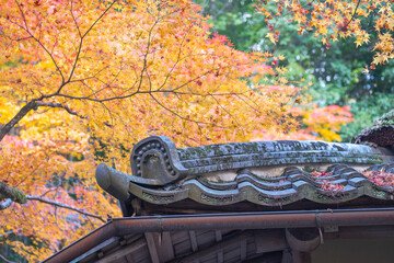 Japanese roof adorned with autumn leaves in vibrant colors. Kyoto, Japan