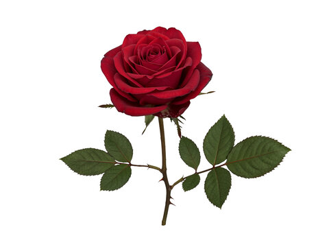 A single vibrant red rose with green leaves and thorns isolated on transparent background