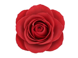 Close up of a perfect red rose bloom with intricate petals isolated on transparent background