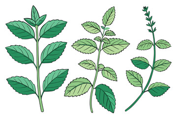 Green Mint Plant Illustrations on White Background