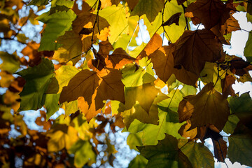 Autumn in an upscale residential area in Beijing, China