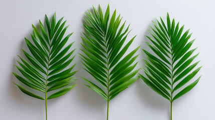 Three symmetrical green palm leaves arranged in a row on a white background.
