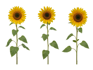 Three tall yellow sunflowers with green leaves isolated on transparent background