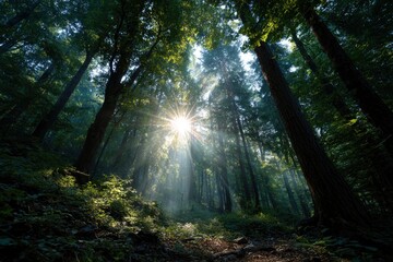Obraz premium Sunburst through tall forest trees illuminating a ground covered in leaves and greenery creating a dramatic light effect