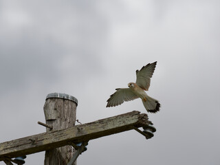 Nankeen Kestrel (Falco cenchroides) in flight gliding into land on top of a timber telegraph pole...