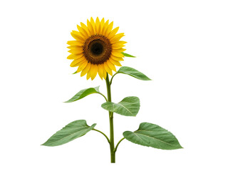 Fototapeta premium A single bright yellow sunflower with green leaves and a thick stem isolated on transparent background