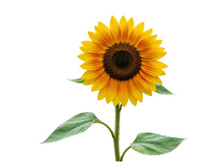 Obraz premium A single vibrant yellow sunflower with green leaves and a textured stem isolated on transparent background