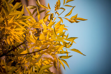 Autumn in an upscale residential area in Beijing, China