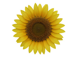 Fototapeta premium Bright yellow sunflower petals and center isolated on transparent background