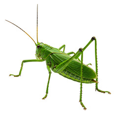 Fototapeta premium Green Katydid png isolated insect png katydid png grasshopper png green bug png cricket png isolated on white or transparent background. PNG