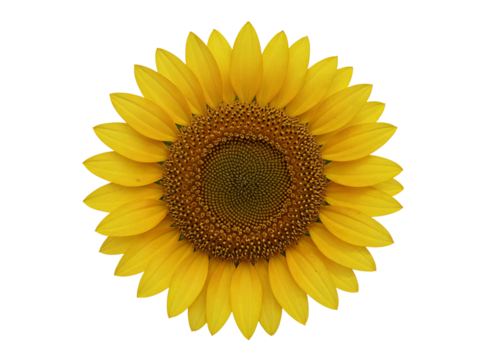 Bright yellow sunflower head with intricate seed pattern isolated on transparent background