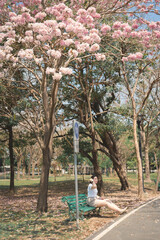 asian woman solo traveler relax and enjoy to see pink cherry blossom blooming from springtime road trip