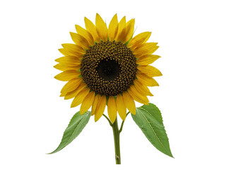 Obraz premium A single bright yellow sunflower with green leaves isolated on transparent background