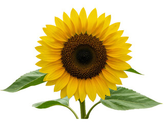 Fototapeta premium Bright yellow sunflower with green leaves isolated on transparent background