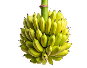 Unripe Banana Bunch on Curved Stalk with Leaf Detail – PNG Isolated