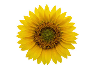 Naklejka premium Bright yellow sunflower head with detailed center and petals isolated on transparent background