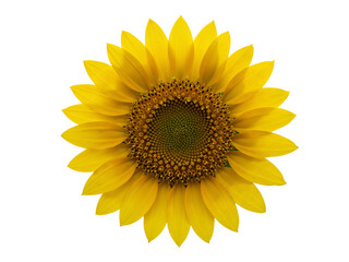 Fototapeta premium Bright yellow sunflower head with detailed center isolated on transparent background