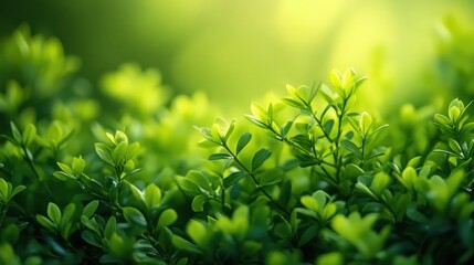 Obraz premium Lush green foliage backlit by sunlight, garden background, nature scene, website banner