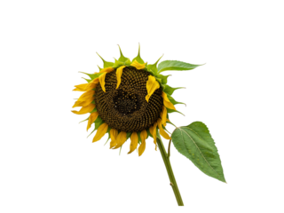 A single wilting sunflower with yellow petals and green leaves isolated on transparent background