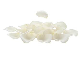Isolated Transparent Background of White Rose Petals Floral Arrangement