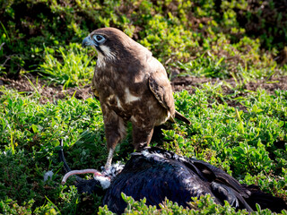 A Brown Falcon stands and consumes a larger Straw necked Ibis.  The Falcon looks formidable and holds his territory, standing on the green plant covered ground next to the Ibis.