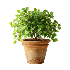 Obraz premium Variegated green bush plant in terracotta pot isolated on transparent background