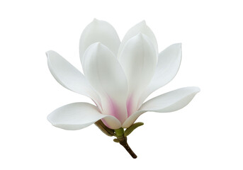 Naklejka premium Isolated Transparent White Magnolia Flower Bloom in Spring Season Beauty