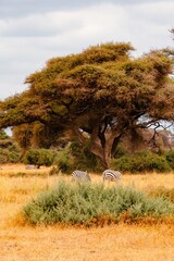 A lone zebra grazing below umbrella thorn acacia trees in the panoramic savannah grassland landscapes of Amboseli National Park in Kenya 