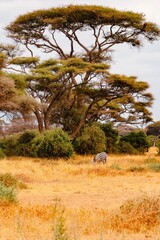 A herd of zebras grazing in the panoramic savannah grassland landscapes below umbrella thorn acacia trees in Amboseli National Park in Kenya 